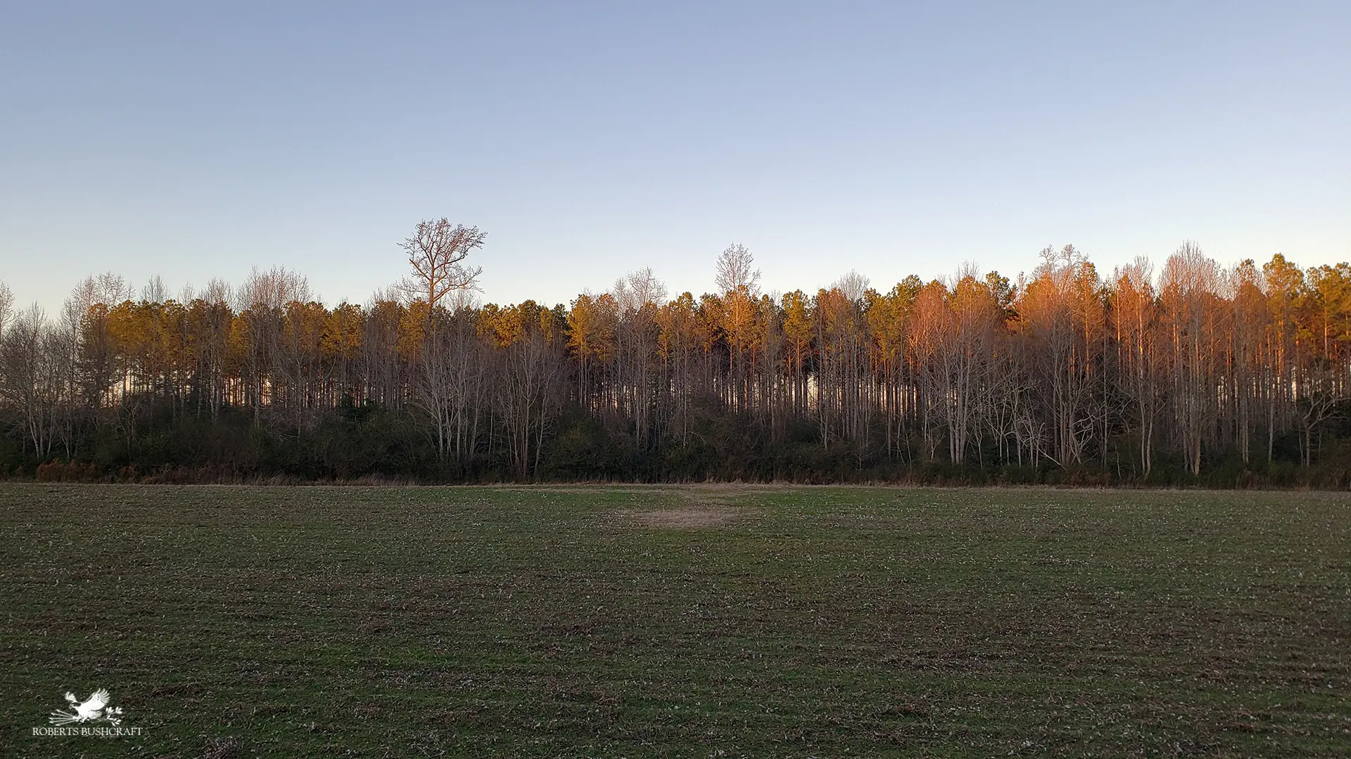 Pines trees on the farm