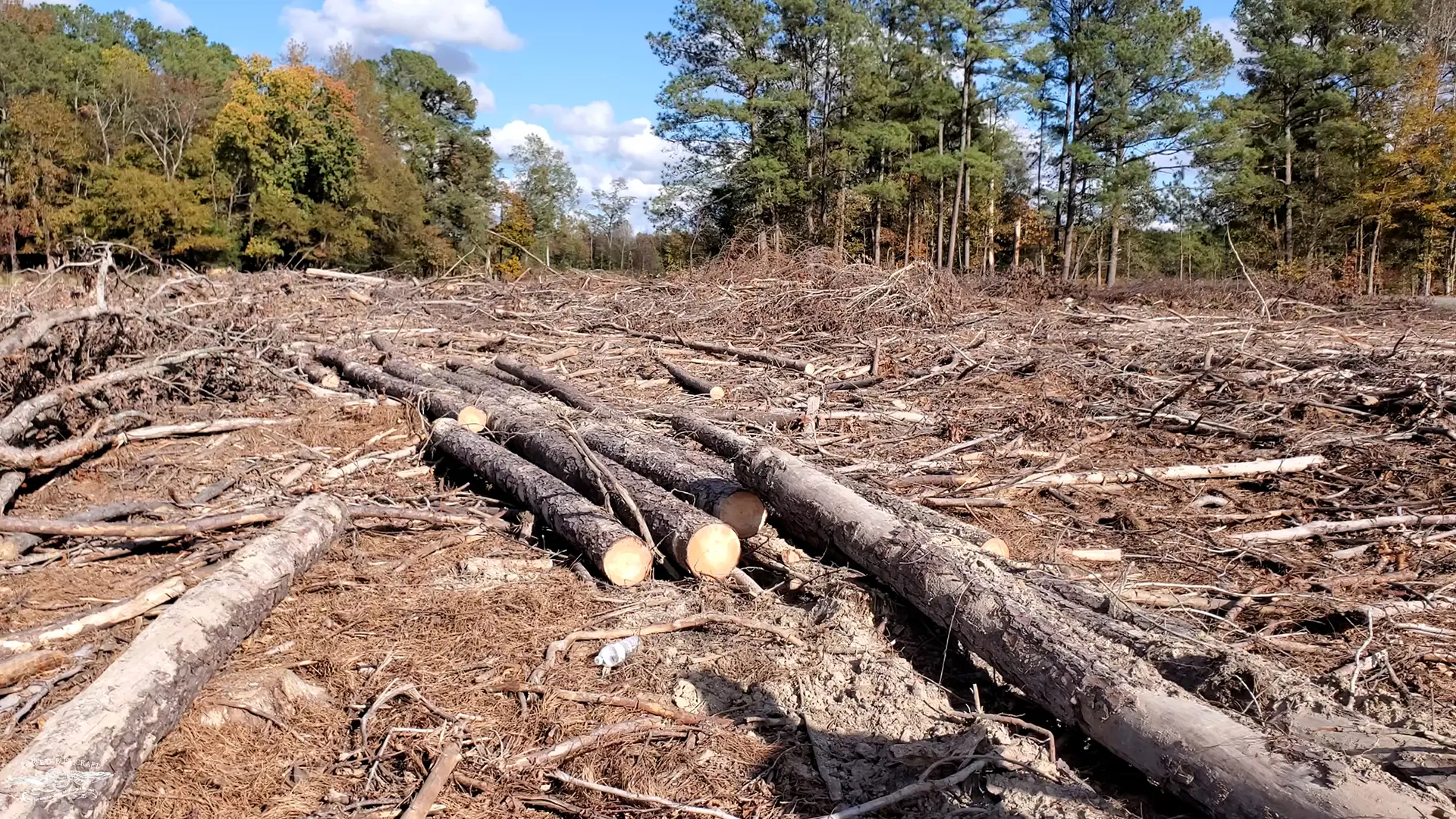 A pile of pine logs we discovered while cutting firewood