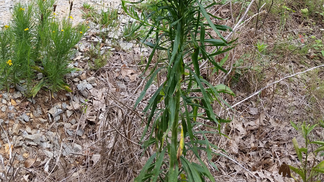  Horseweed (Conyza canadensis)