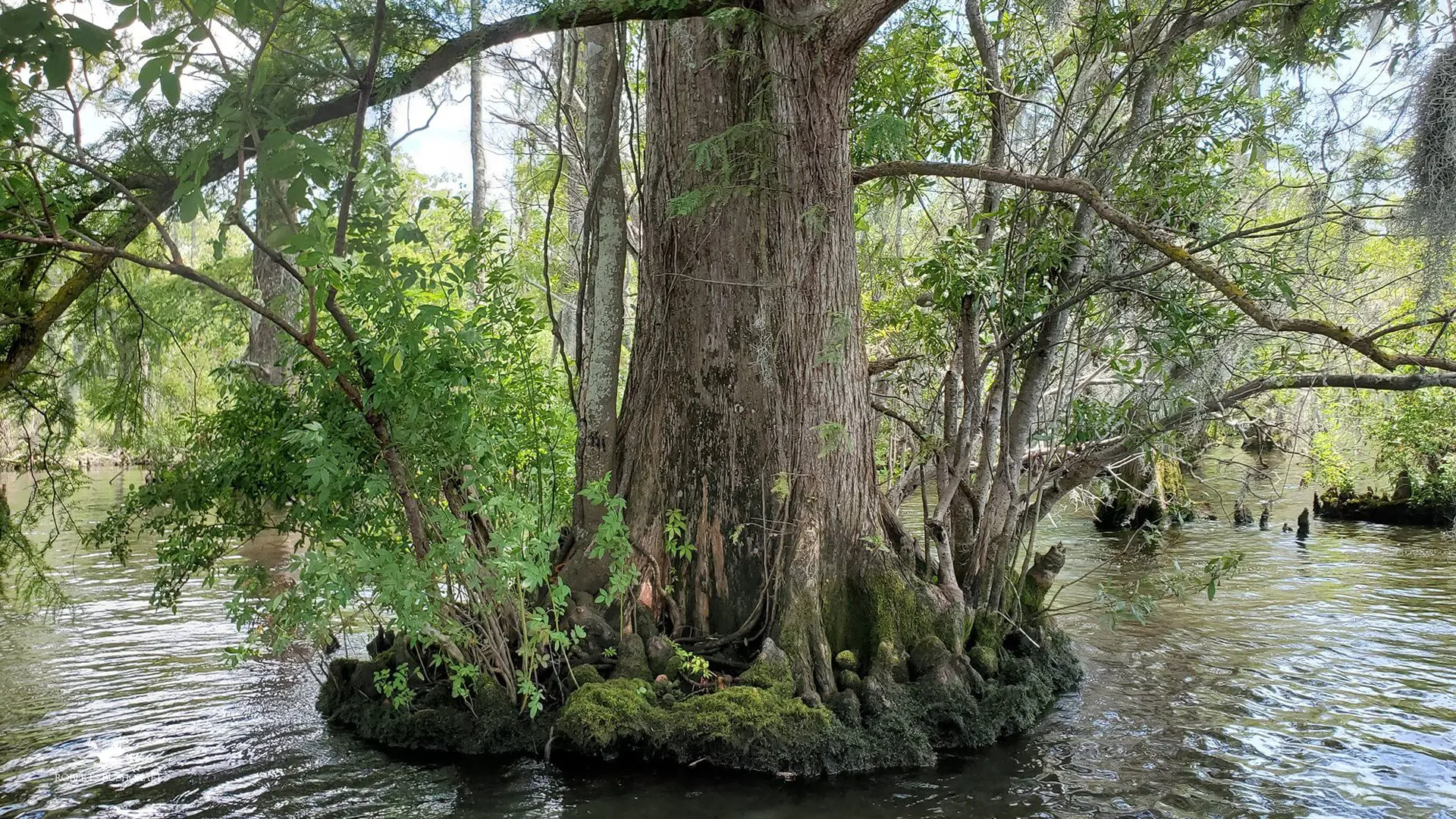 Moss does not always grow on the north side of trees