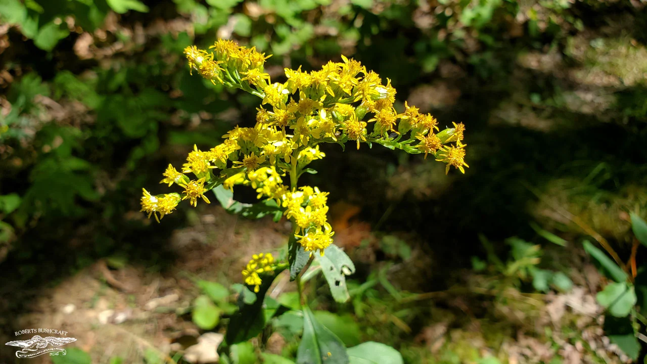 Apple Orchard Falls Trail Flora and Fauna